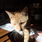 アマノ - きなこ「・・・（あら、ひさしぶりニャン？）」