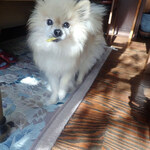 アマノ - もこまる「またあそびにきてワン！」