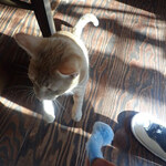 アマノ - きなこ「・・・（こしょこしょうごくのが、きになるニャン）」