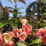 ウッデンシップ - 祖母の家のボケの花