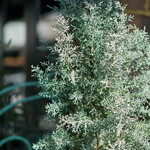 トゥ・ラ・ジョア - 