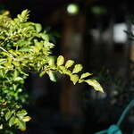 トゥ・ラ・ジョア - 