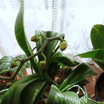 エビスエスクラッシコ - ３週間前に花芽が出た胡蝶蘭
