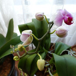 エビスエスクラッシコ - この日お花が咲いていました