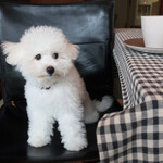 エビスエスクラッシコ - 初めて遊びに来た時の一枚