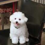 エビスエスクラッシコ - 生後３ヶ月のパピーの頃