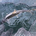 トンカツ 浅井 - レイクトラウト