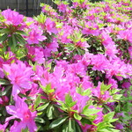 ラーメン二郎 - 近くのツツジ