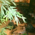 吉祥寺庭宴 - 池を囲んで部屋が配置されてます。