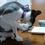 ヤオヨシ - 食べてみた