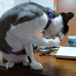 ヤオヨシ - 食べてみた