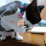 ヤオヨシ - 食べてみた