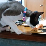 ヤオヨシ - 食べてみた