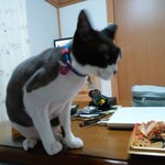 ヤオヨシ - 食べてみた