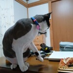 ヤオヨシ - 食べてみた