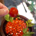 花仙庵 仙仁温泉 岩の湯 - おひとつ、いかが？