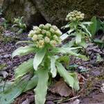 花仙庵 仙仁温泉 岩の湯 - ふきのとうも、あちこちに… 山の恵みを身近に感じます
