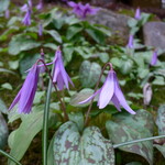 花仙庵 仙仁温泉 岩の湯 - 敷地内には、カタクリの花が見事なまでに群生。夜の食卓にも登場する