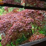 黒茶屋 - 室内からの景色（５月の）