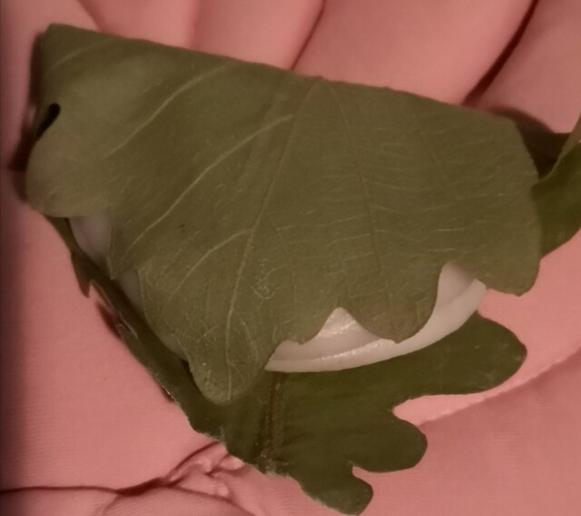 松屋菓子店 - 藤田（和菓子）の写真