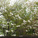 Rue Favart - 加計塚小学校のハナミズキ