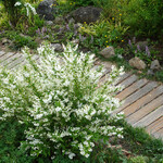 Rue Favart - ここでママを待っていました（毛玉のベアトリーチェ）