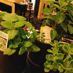 ガストロノミー ジョエル・ロブション - 