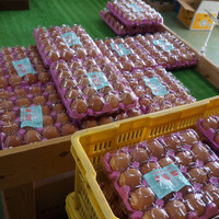 よゐこ浜口の相棒 しゃくれ の実家にて By つ よ き ち 押木養鶏場 二和向台 その他 食べログ よゐこ浜口の相棒 しゃくれ の実家にて By つ よ き ち 押木養鶏場 二和向台 その他 食べログ