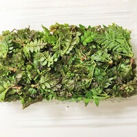 柚木元 - 花つき木の芽