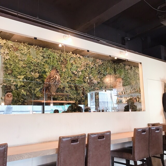フクロウカフェクルー 箕面 カフェ 食べログ フクロウカフェクルー 箕面 カフェ 食べログ