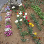 焼き鳥　柳屋 - 柳屋の花壇