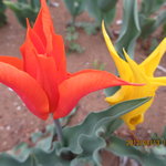 焼き鳥　柳屋 - いろんな種類の花が・・・