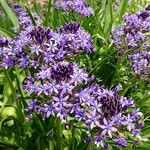 にかいや - シラー・ペルビアナ（大蔓穂）