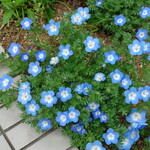 煮干し中華そば 一剣 - 咲き誇れ！ネモフィラ～和名：瑠璃唐草