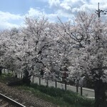 ジャンボ酒場 - 南海高野線の車窓からこの桜を愛でるのもあと1日