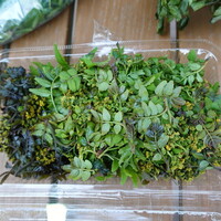 柚木元 - 木の芽、花山椒