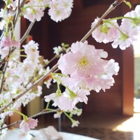 岩崎台倶楽部 グラスグラス - テーブルに桜の花が♡