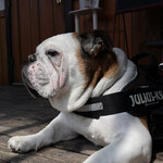 リトル ランカ - 