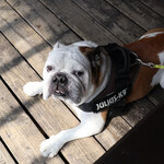 リトル ランカ - 