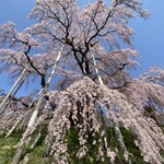 トーフカフェおおはたや - 三春滝桜