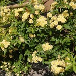 ベーカリー イングランドストリート - 