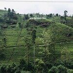 Damro Tea Factory - Labookellie Tea Lounge - 