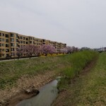 Kirikiri - 河川敷に咲く桜