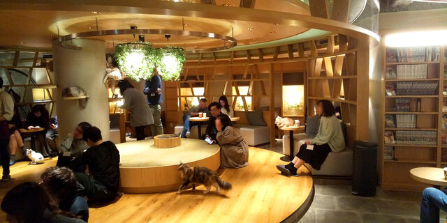 ネコも人間も幸せになれる空間がありました「猫カフェ モカ新宿店