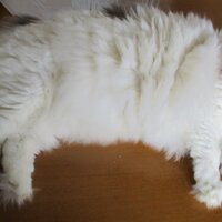 エディション・コウジ シモムラ - まず猫をどかして…