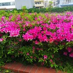 炭焼うな富士 - 