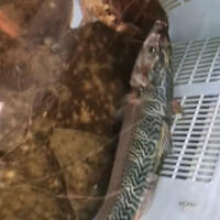 すし うえだ - 