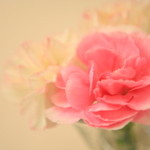 Simple comme Bonjour - 