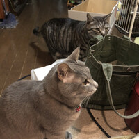 小判寿司 棚倉 - 