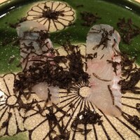 鮨 竜介 - ヒラメ